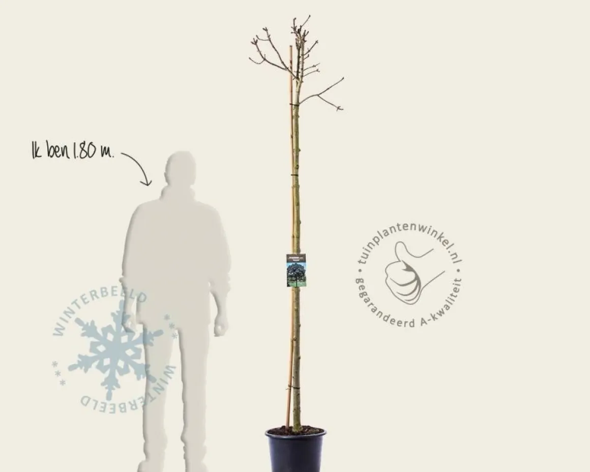 Fraxinus ornus 'Mecsek' - 200 cm stam