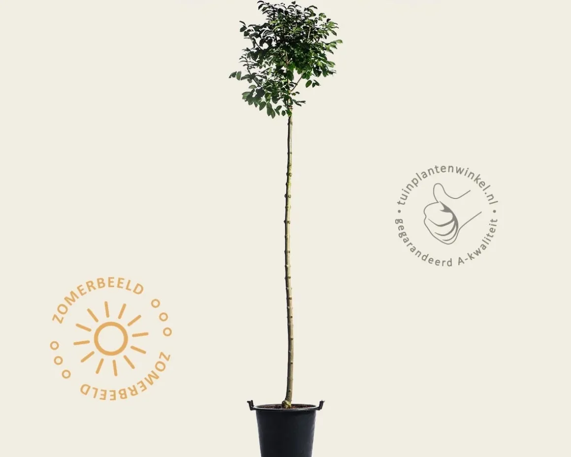 Fraxinus ornus 'Mecsek' - 200 cm stam
