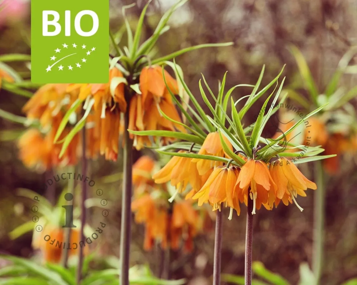 Fritillaria 'Early Dream' - BIO