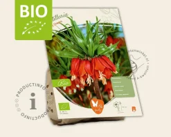 Fritillaria 'Early Dream' - BIO