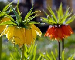 Fritillaria imperialis Mix