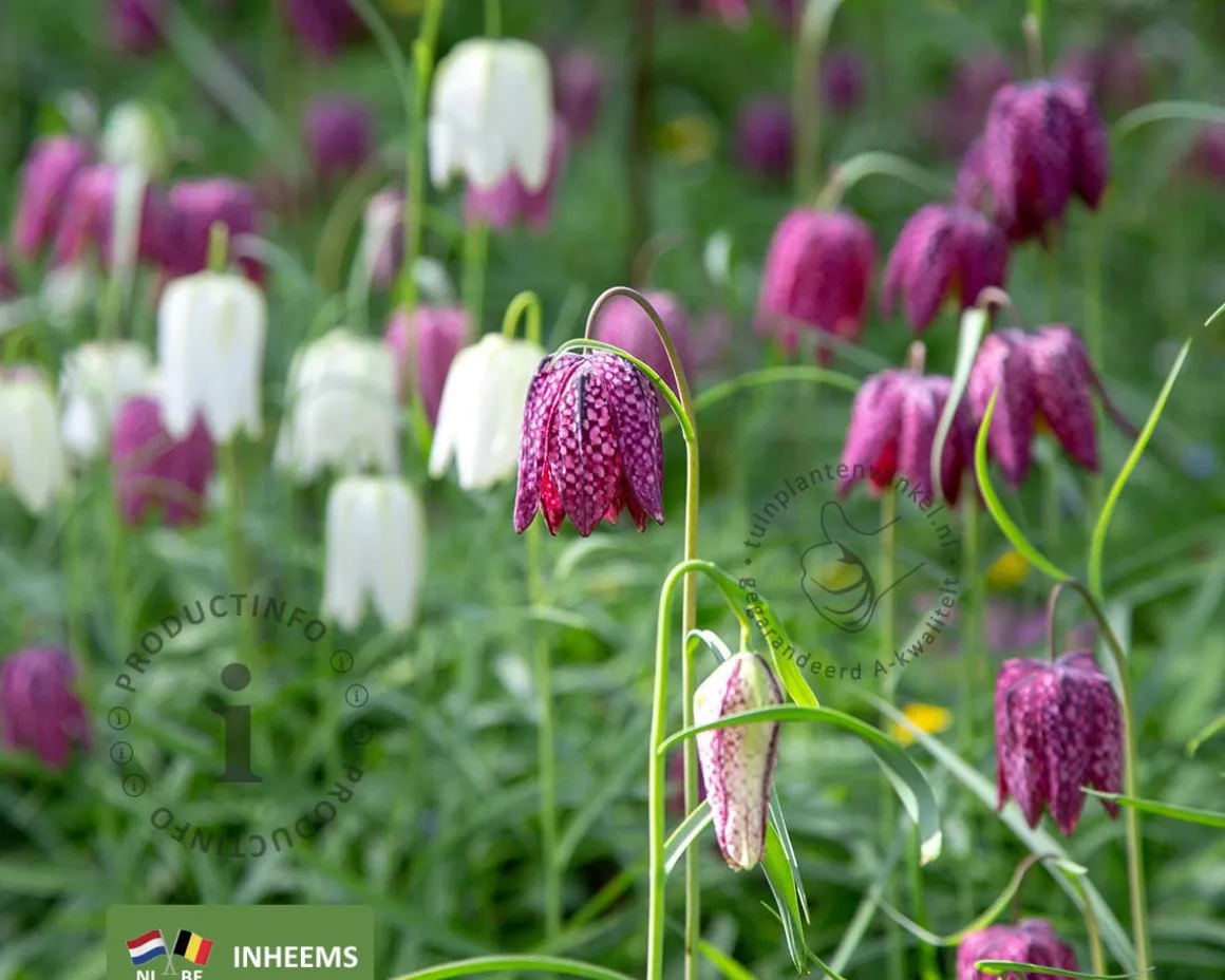 Fritillaria meleagris Mix