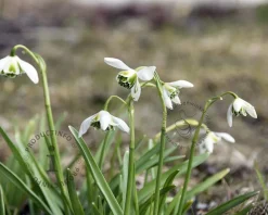 Galanthus nivalis 'Flore Pleno'