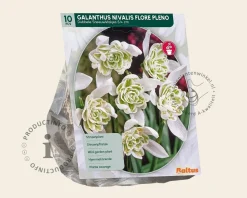 Galanthus nivalis 'Flore Pleno'
