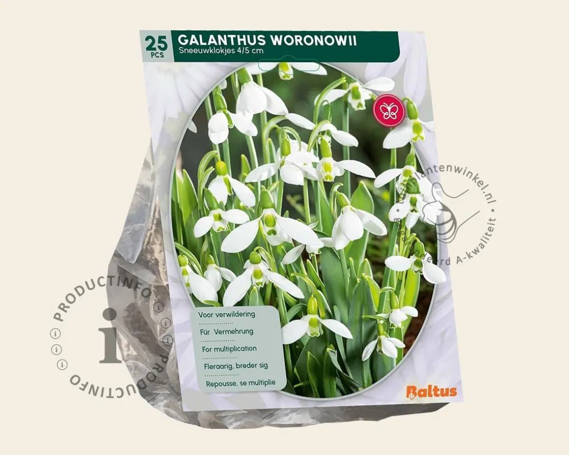 Galanthus woronowii