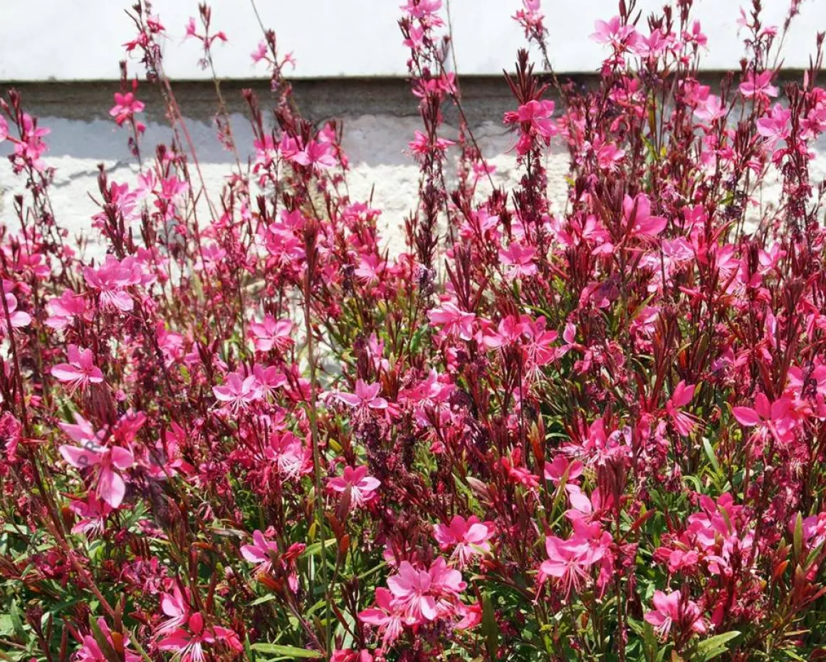 Gaura lindheimeri 'Pink Dwarf'