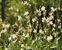 Gaura lindheimeri 'Whirling Butterflies'
