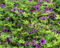 Geranium 'Ann Folkard'
