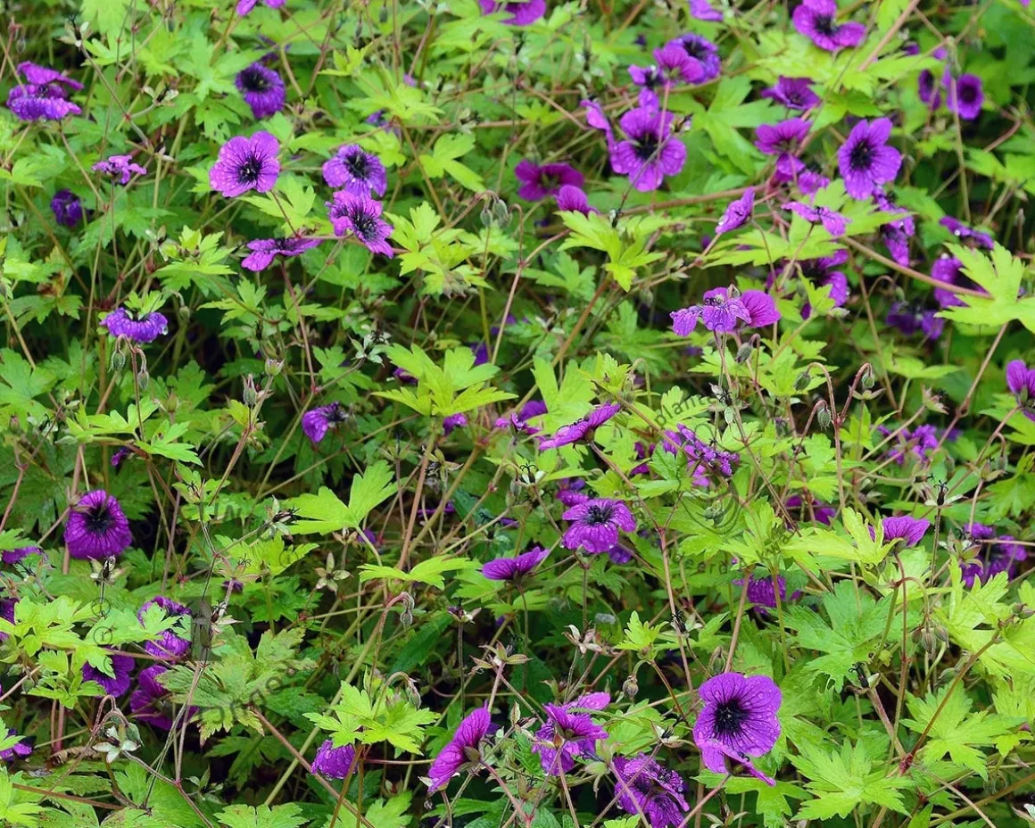 Geranium 'Ann Folkard'