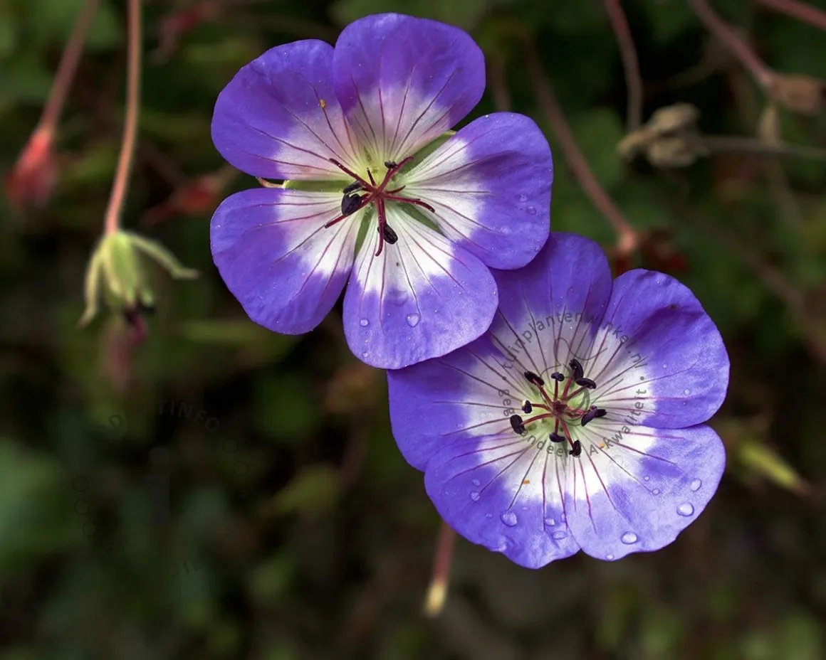 Geranium 'Azure Rush'