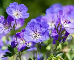 Geranium 'Brookside'