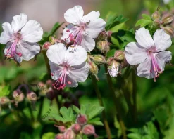Geranium cantabrigiense 'Biokovo'