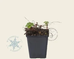 Geranium cantabrigiense 'Biokovo'