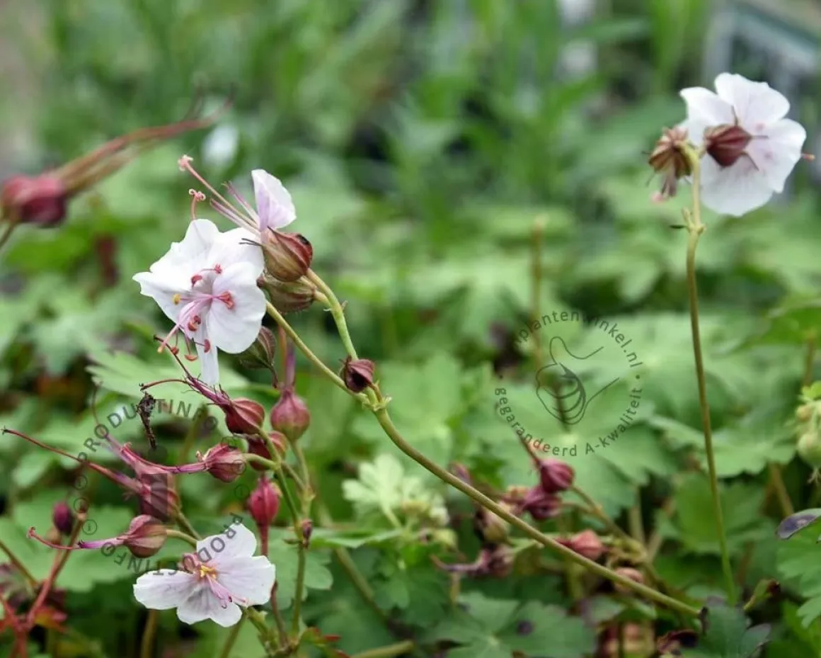 Geranium cantabrigiense 'Biokovo'