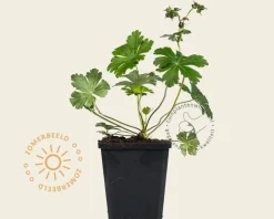 Geranium cantabrigiense 'Cambridge'
