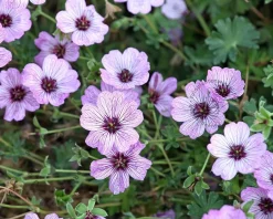 Geranium cinereum 'Ballerina'