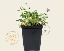 Geranium cinereum 'Ballerina'