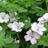 Geranium 'Dreamland'