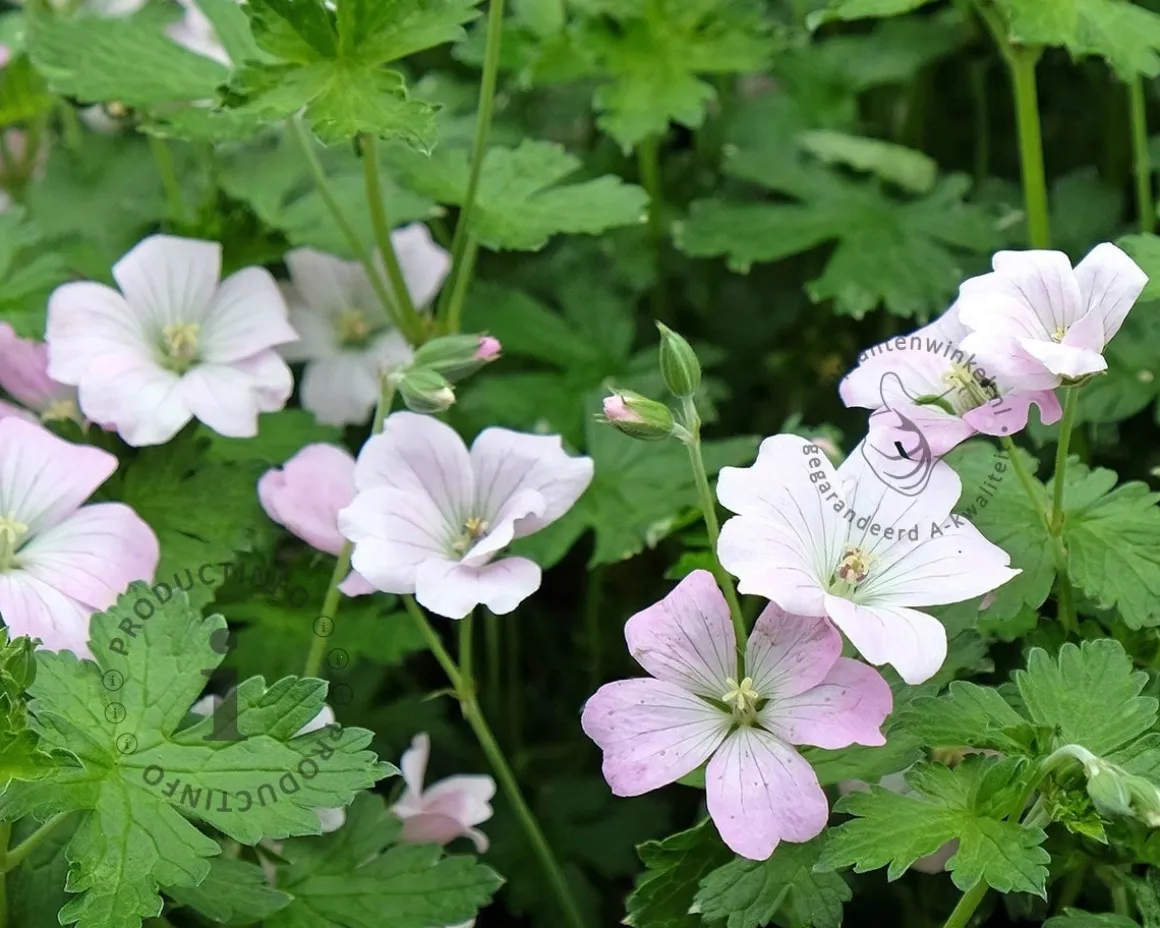 Geranium 'Dreamland'