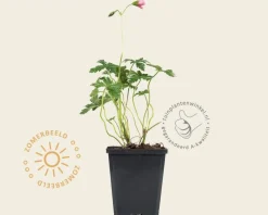 Geranium endressii 'Wargrave Pink'