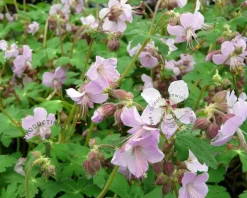 Geranium macrorrhizum 'Ingwersen's Variety'