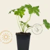 Geranium macrorrhizum 'Spessart'