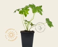 Geranium macrorrhizum 'Spessart'