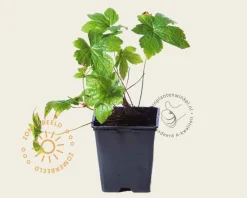 Geranium nodosum