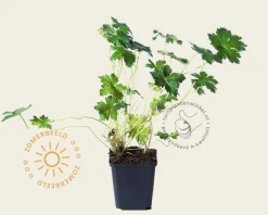Geranium oxonianum 'Claridge Druce'