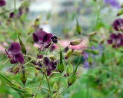 Geranium phaeum