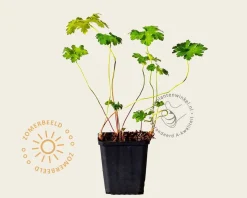 Geranium 'Philippe Vapelle'