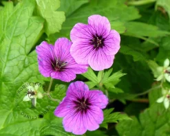 Geranium 'Pink Penny'