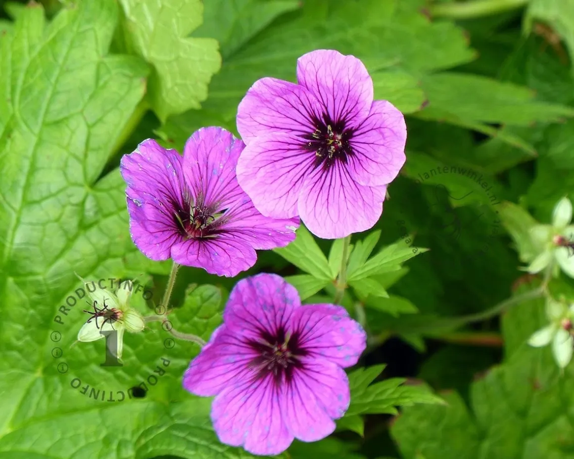 Geranium 'Pink Penny'