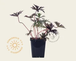 Geranium pratense 'Midnight Reiter'