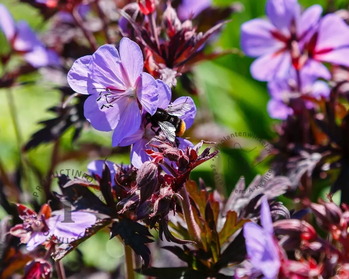 Geranium pratense 'Midnight Reiter'