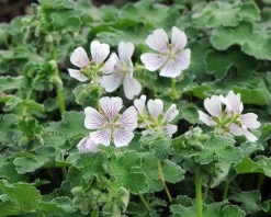 Geranium renardii