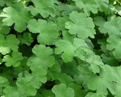 Geranium renardii