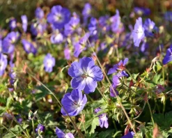 Geranium 'Rozanne'