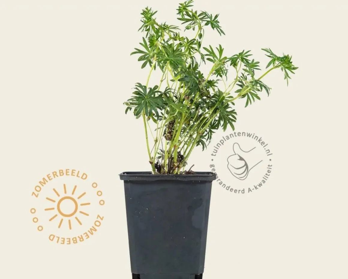 Geranium sanguineum