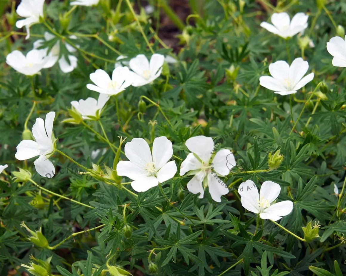 Geranium sanguineum 'Album'