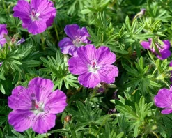 Geranium sanguineum 'Max Frei'