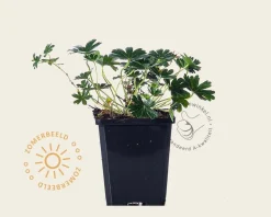Geranium sanguineum 'Max Frei'