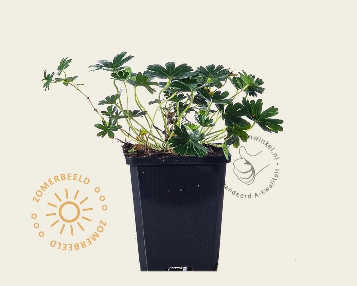 Geranium sanguineum 'Max Frei'