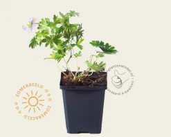 Geranium sanguineum var striatum