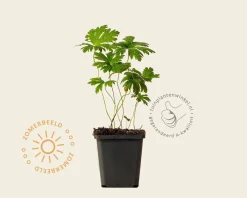 Geranium sylvaticum 'Mayflower'