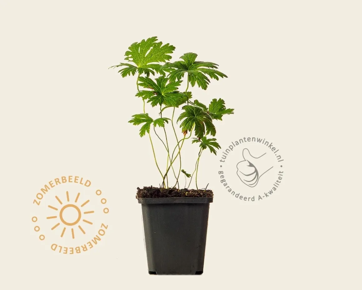 Geranium sylvaticum 'Mayflower'