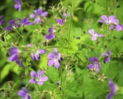 Geranium sylvaticum 'Mayflower'