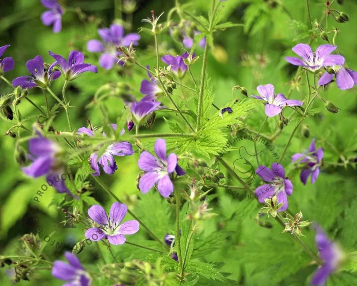 Geranium sylvaticum 'Mayflower'