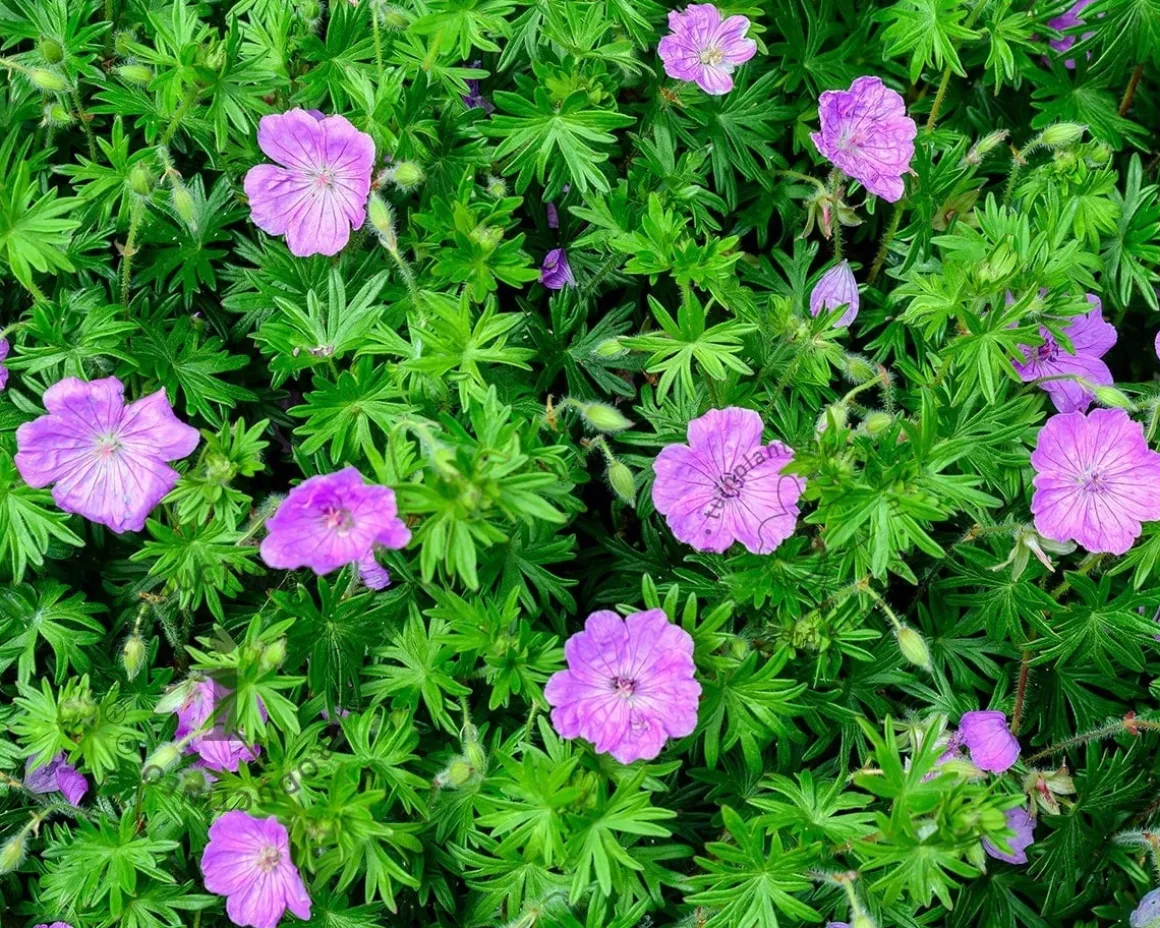 Geranium 'Tiny Monster'