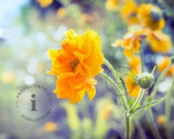 Geum chiloense 'Lady Stratheden'